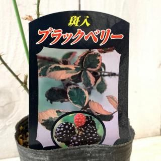 �֥�å��٥꡼ ���� ������֥�å��٥꡼ 9cm�ݥå��� 2ǯ���� �֥�å��٥꡼ ��