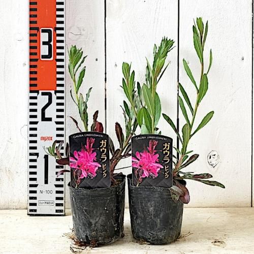 ガウラ　白鳥草　ピンク2白3 3.5寸ポットごと5個　育成苗　植物 ガウラ 白鳥草 ピンク2白3 3.5寸ポットごと5個 育成苗 植物
