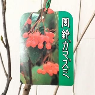 ���ޥ��� ���� ���륬�ޥ��� 15cm�ݥå��� 4ǯ���� ���ޤ��� ��