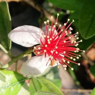 ե祢  ޥ⥹ 13.5cmݥå 3ǯ ե祢 