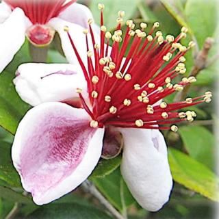 ե祢  å 13.5cmݥå 3ǯ ե祢 