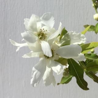    13.5cmݥå 3ǯ ꥭ奦Х  ꤭夦Ф