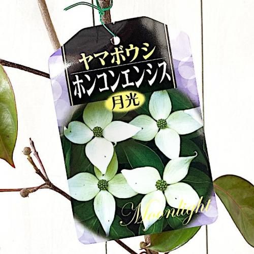 常緑ヤマボウシ 苗木 ホンコンエンシス月光 13 5cmポット苗 4年生苗 やまぼうし 苗 山法師 苗の通信販売はぐりーんべりぃ 常緑ヤマボウシ 苗木 ホンコンエンシス月光 13 5cmポット苗 4年生苗 やまぼうし 苗 山法師 苗の通信販売はぐりーんべりぃ