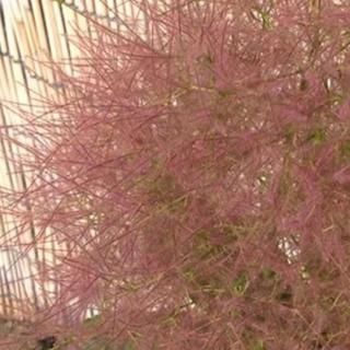 ⡼ĥ꡼  ե졼 13.5cmݥå 3ǯ ⡼ĥ꡼ 