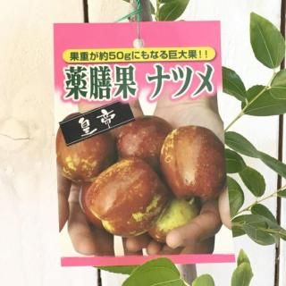 ʥĥ  ¥ʥĥ  15cmݥå ʤĤ  ܧ