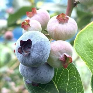 ブルーベリー - ブルーベリーやスモークツリーなど植物苗の通販