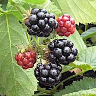 �֥�å��٥꡼ ���� ������ե꡼ 10.5cm�ݥå��� 2ǯ���� �֥�å��٥꡼ ��