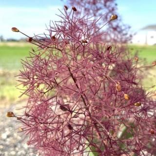 ⡼ĥ꡼  졼 13.5cmݥå 3ǯ ⡼ĥ꡼ 