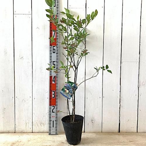 ブルーベリー苗　パウダーブルー42本セット ブルーベリー苗 パウダーブルー42本セット ブルーベリー苗