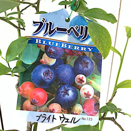 ブルーベリー 苗木 ブライトウェル 13.5cmポット苗 ラビットアイ系 ブルーベリー 苗-ブルーベリーなど苗の通信販売はぐりーんべりぃ