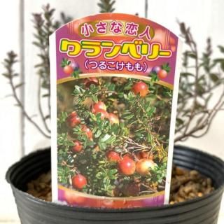 �٥꡼ ���� �����٥꡼ 12cm�ݥå��� �ĥ륳����� �٥꡼ ��