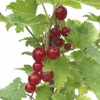 ��åɥ������� ���� 12cm�ݥå��� �����ե������� �� �֥ե������� ��åɥ�����