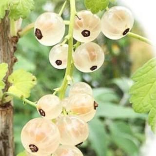 �ۥ磻�ȥ������� ���� 12cm�ݥå��� �����ե������� �� ��ե������� �ۥ磻�ȥ�����