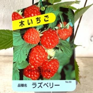 饺٥꡼  ޡեƥХ 12cmݥå 饺٥꡼ 