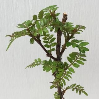 ܥ  դ󤷤礦 12cmݥå 󥷥祦  󤷤礦