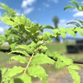 ܥ  ֥ɥ󥷥祦 15cmݥå ֤ɤ󤷤礦 󥷥祦  󤷤礦