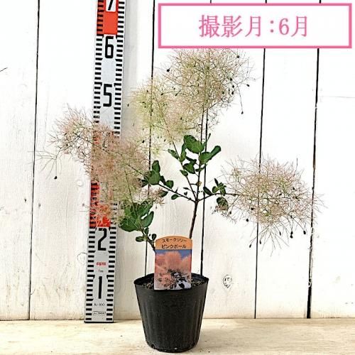 スモークツリー 苗木 ピンクボール 13 5cmポット苗 3年生苗 スモークツリー 苗 スモークツリーなど苗の通信販売はぐりーんべりぃ スモークツリー 苗木 ピンクボール 13 5cmポット苗 3年生苗 スモークツリー 苗 スモークツリーなど苗の通信販売はぐりーんべりぃ