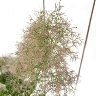 ⡼ĥ꡼  ԥ󥯥ܡ 13.5cmݥå 3ǯ ⡼ĥ꡼ 