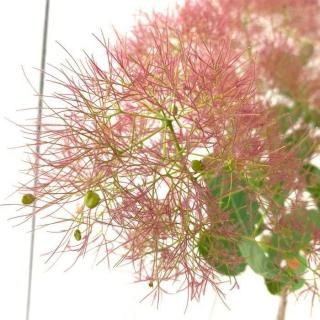 ⡼ĥ꡼  ԥ󥯥󥸥 13.5cmݥå 3ǯ ⡼ĥ꡼ 