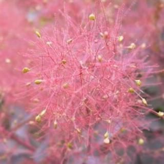 ⡼ĥ꡼  ٥٥åȥ 13.5cmݥå 3ǯ ⡼ĥ꡼ 