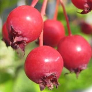 ���塼��٥꡼ ���� ���Ρ��ե쥤�� 13.5cm�ݥå��� 3ǯ���� ���塼��٥꡼ ��