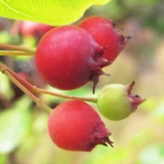 ���塼��٥꡼ ���� ��ޥ륭�� 13.5cm�ݥå��� 3ǯ���� ���塼��٥꡼ ��