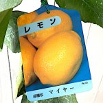 レモン 苗木 マイヤー 四季成 13.5cmポット苗 れもん 苗 檸檬