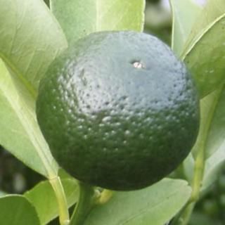    13.5cmݥå  