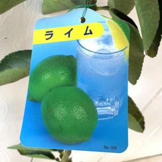 饤  饤 13.5cmݥå 饤 