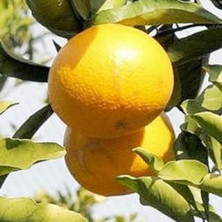ߤ  󥴡 15cmݥå ߥ  ̪