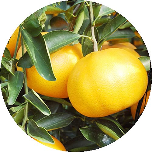 香るのか♫⁠ノ⁠⁠⁠✧せとかみかん苗木 レモンの横に♪ - 植物/観葉植物