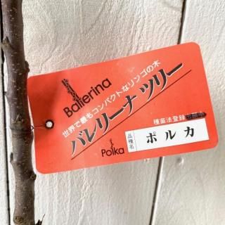 Х꡼ʥĥ꡼  ݥ륫 15cmݥå Х꡼ʥĥ꡼ 