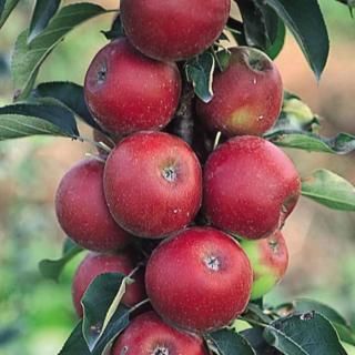 Х꡼ʥĥ꡼   15cmݥå Х꡼ʥĥ꡼ 