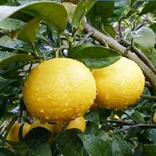 果樹苗 黄金柑 ゴールデンオレンジ - 植物/観葉植物