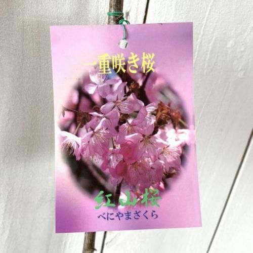 桜 苗木 紅山桜 12cmロングポット苗 さくら 苗 サクラ-ブルーベリーや