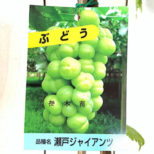 種ナシで皮ごと食べられる 瀬戸ジャイアンツ ぶどう苗木 - 植木、庭木