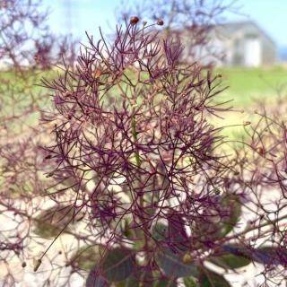 ���⡼���ĥ꡼ ���� ��֥�ե��ꥦ�� 13.5cm�ݥå��� 3ǯ���� ���⡼���ĥ꡼ ��