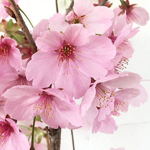 桜 苗木 陽光桜 12cmロングポット苗 ようこうざくら さくら 苗 サクラ