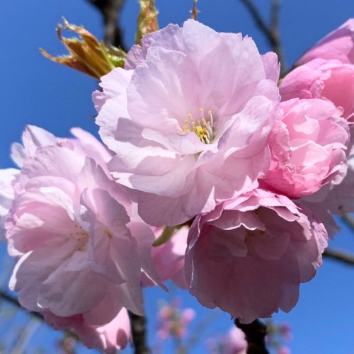 桜 苗木 八重紅虎の尾 12cmロングポット苗 やえべにとらのお さくら 苗 サクラ-桜やブルーベリーなど苗の通信販売はぐりーんべりぃ