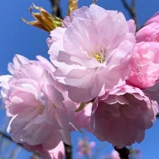 桜（さくら） - ブルーベリーやスモークツリーなど植物苗の通販店