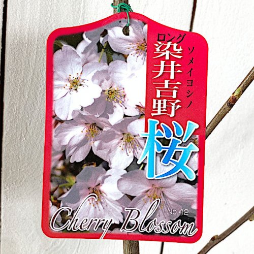 桜（さくら） - ブルーベリーやスモークツリーなど植物苗の通販店 