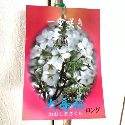 かお様♡秋桜の苗サイズのご確認陽です。 かお様♡秋桜の苗サイズのご