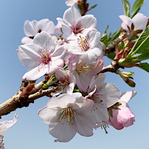桜 苗木 御殿場桜 12cmロングポット苗 ごてんばざくら さくら 苗