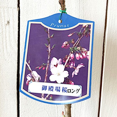桜 苗木 御殿場桜 12cmロングポット苗 ごてんばざくら さくら 苗