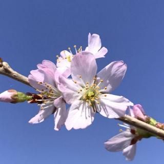    12cm󥰥ݥå    