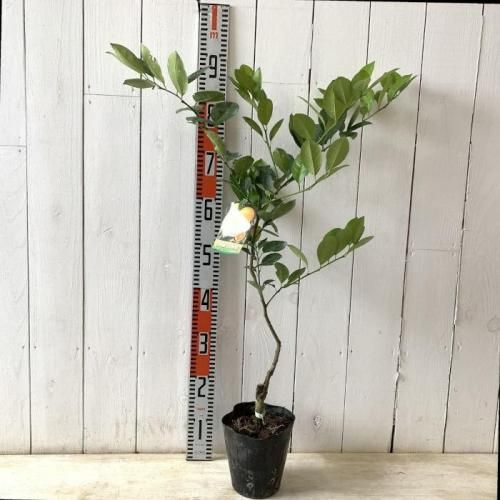 レモン 苗木 四季柑 15cmポット苗 チャイナリトルレモン れもん 苗