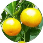 レモン 苗木 四季柑 15cmポット苗 チャイナリトルレモン れもん 苗 檸檬