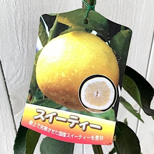 柑橘 苗木 スイーティー 15cmポット苗 かんきつ 苗 カンキツ
