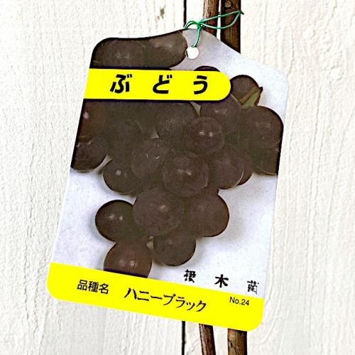 ぶどう 苗木 ハニーブラック 接木苗 13 5cmポット苗 ブドウ 苗 葡萄 ブルーベリーやクリスマスローズなど苗の通信販売はぐりーんべりぃ ぶどう 苗木 ハニーブラック 接木苗 13 5cmポット苗 ブドウ 苗 葡萄 ブルーベリーやクリスマスローズなど苗の通信販売はぐりーんべりぃ