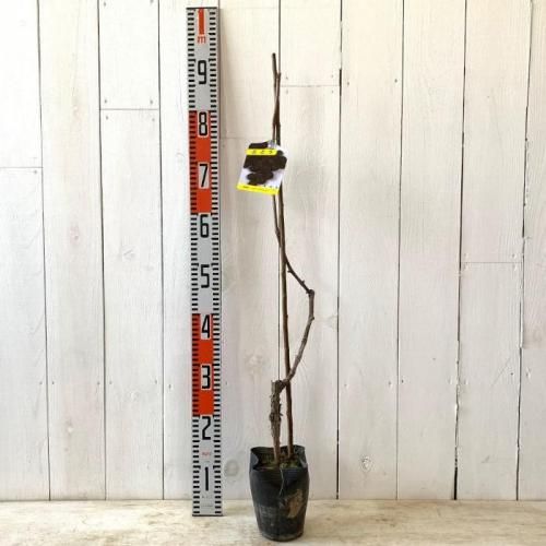 とうふ苗木 Hundredfold Box Elder Maple 20 Seeds - Acer negundo Ash